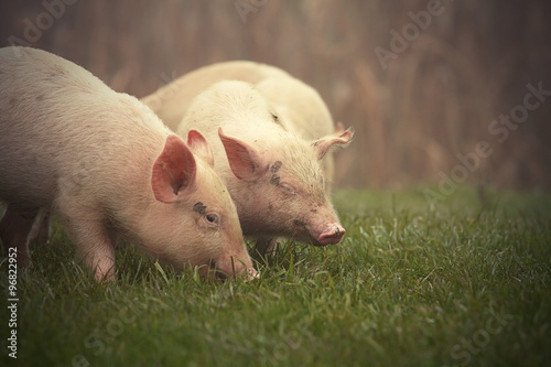 Canvas Print little pigs on meadow
