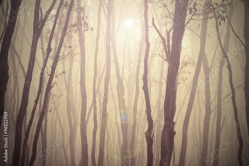 magic misty forest view