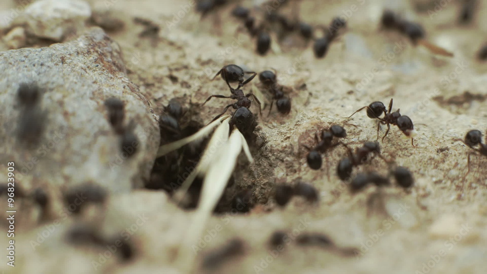 Macro ants overview,working,carrying food to their nest. Macro ants overview,working,carrying food to their nest.