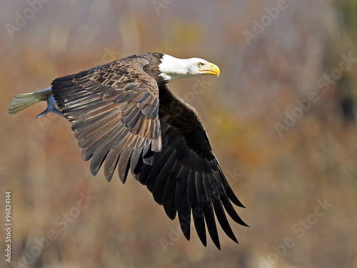 Bald Eagle in Flight with Fish