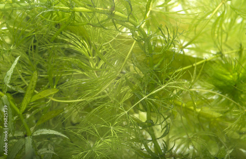 aquarium plant: elodea and Ceratophyllum demersum photo