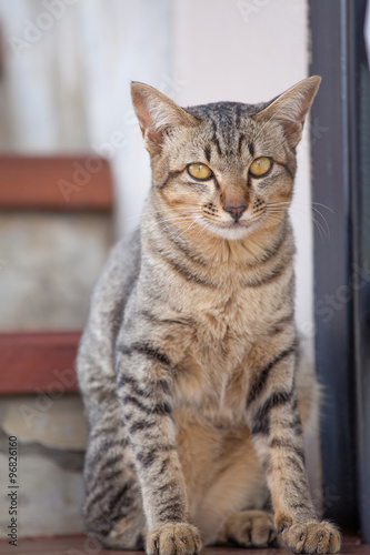 Fototapeta Naklejka Na Ścianę i Meble -  Beautiful thai cat