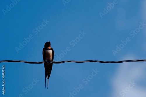 a swallow on wire and blue sky © madcat_madlove