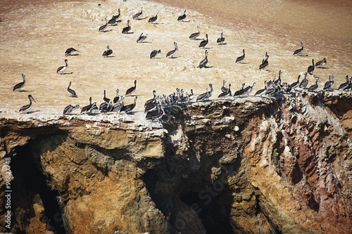 colonies of birds, National Park the Ballestas Islands - Peru