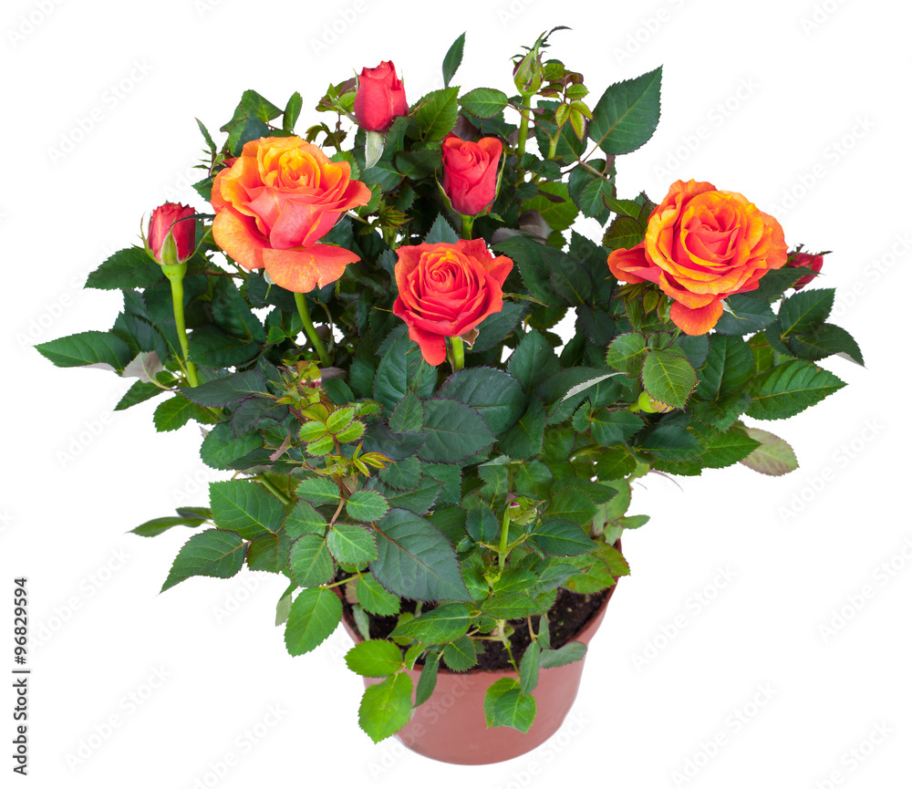 Fototapeta premium Blossoming plant of orange rose in flowerpot isolated on white.