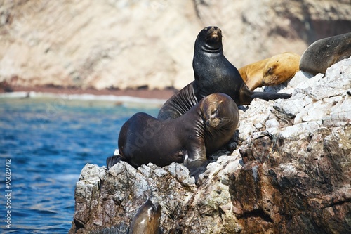 Colony South American sea lion Otaria byronia the Ballestas Islands - Peru #96829712