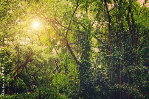 Fototapeta Naklejka Na Ścianę i Meble -  Sun shining into tropical green jungle