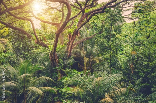 Fototapeta Naklejka Na Ścianę i Meble -  Sun shining into tropical green jungle