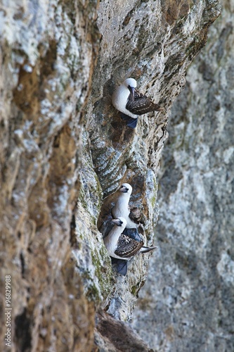  colonies of Peruvian booby, Sula variegata, on the cliff, Islas de Ballestas, Peru photo