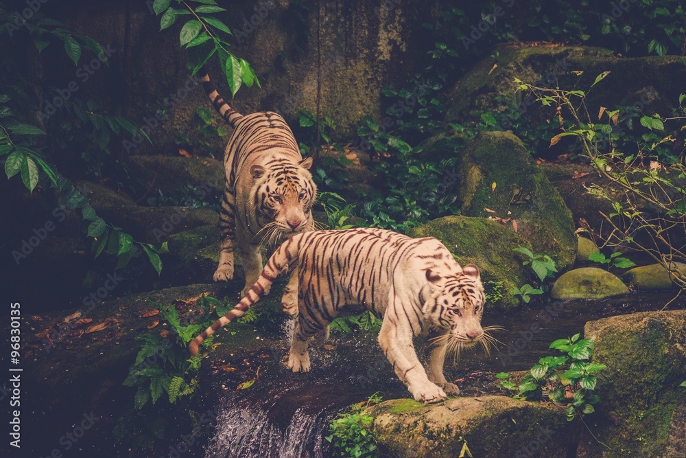 Obraz premium Two Bengal Tigers Playing deep in a jungle