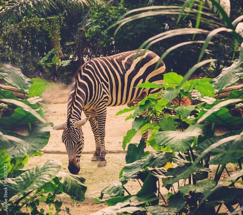 Portrait of zebra in the zoo.