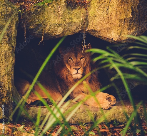 Asian lion lying on rocky top #96830129