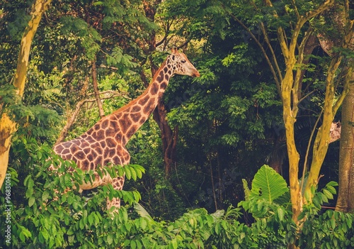 Beautiful giraffe in front of green trees