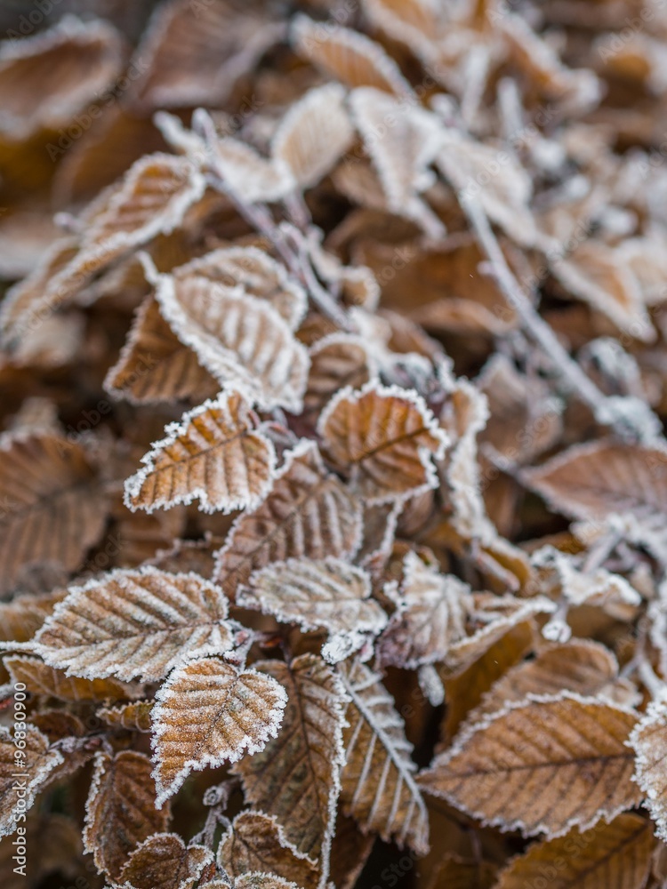 leaves in the winter of germany leaves in the winter of germany