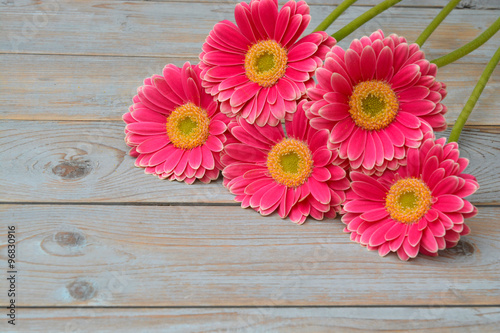  pink yellow gerbera daisies in a border row on grey old wooden shelves background with empty room copy space 