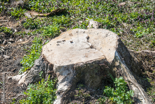 Top view of tree stump
