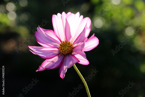 Fototapeta Naklejka Na Ścianę i Meble -  Schmuckkörbchen