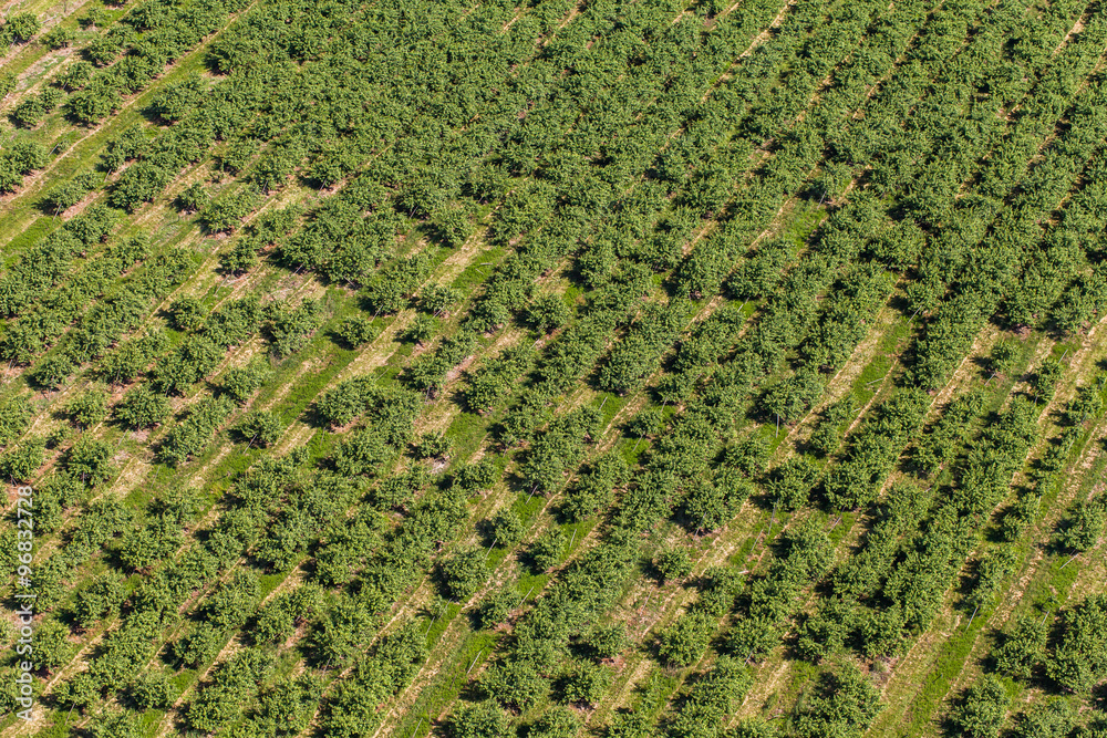 aerial view of the green orchard fields