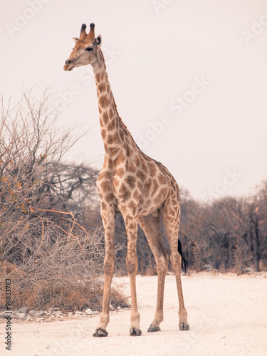Young giraffe standing on the dusty road