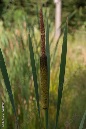 Rohrkolben an einem Teich - Typha  photo