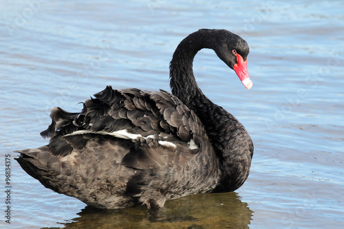 Trauerschwan (Cygnus atratus)