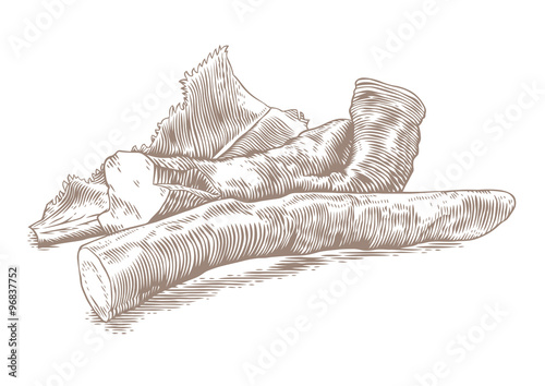 Fotografi Root of horseradish
