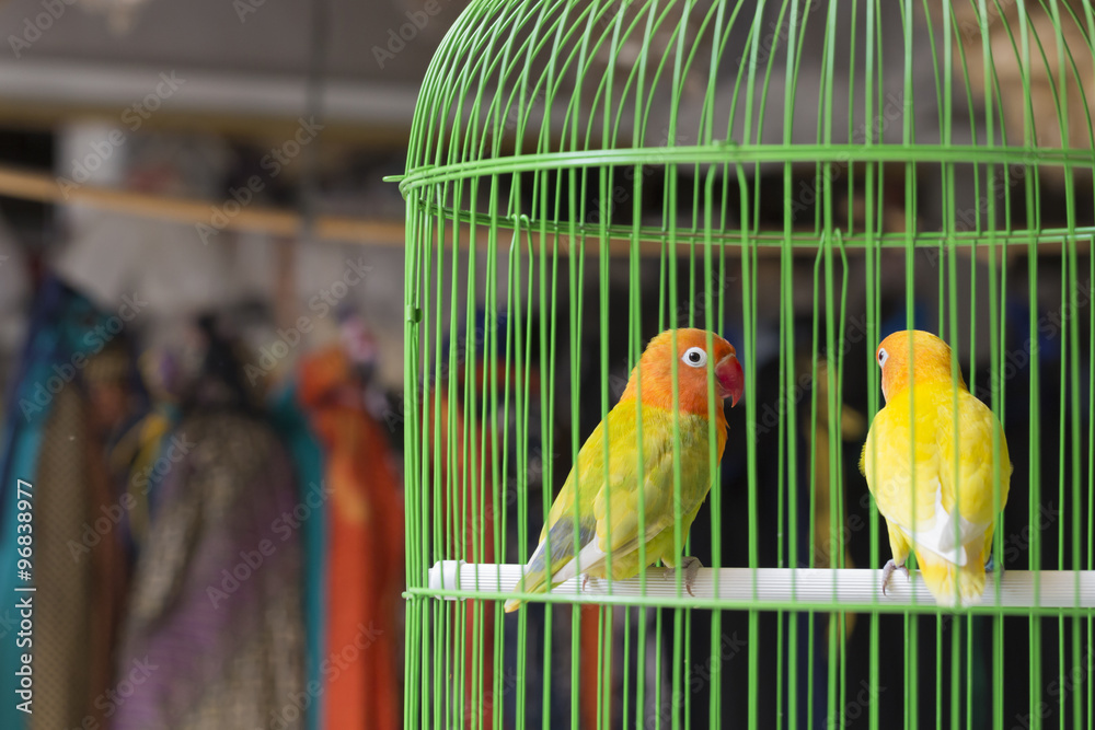 Obraz premium Colorful cages for sale at the bird market in Yogyakarta, Java,