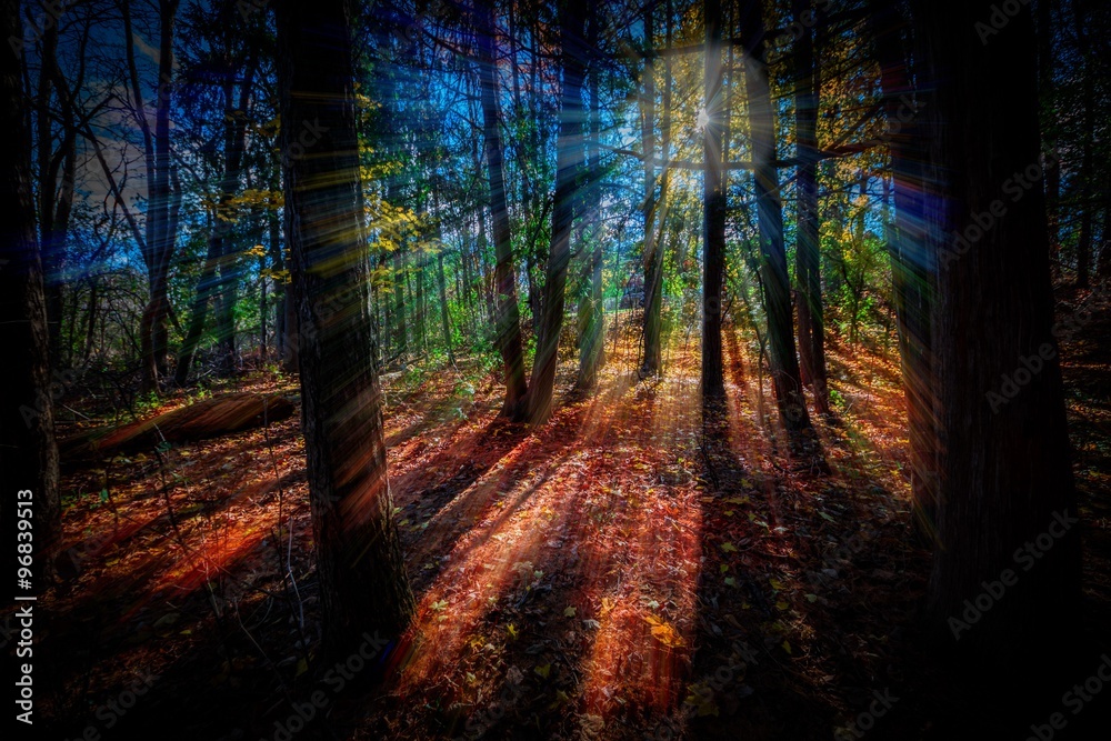 Fototapeta premium Fall Forest