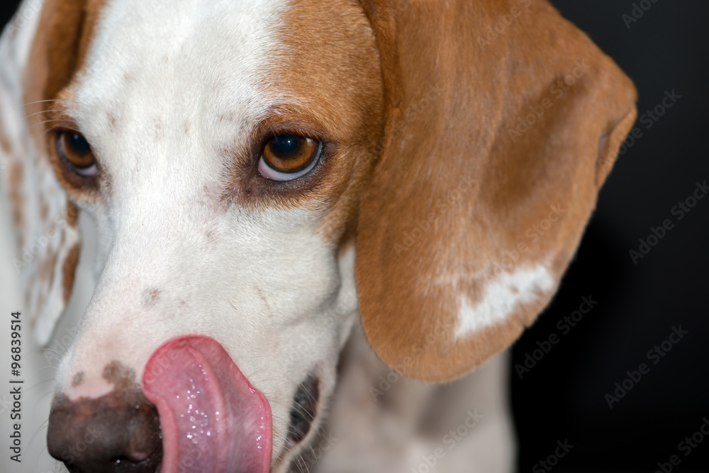 Kleiner Hund leckt sich hungrig die Schnautze-little hungry dog