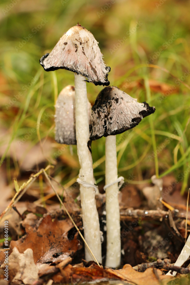 Schopftintling Stock-Foto | Adobe Stock