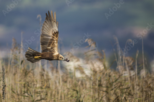 Busard des roseaux en chasse