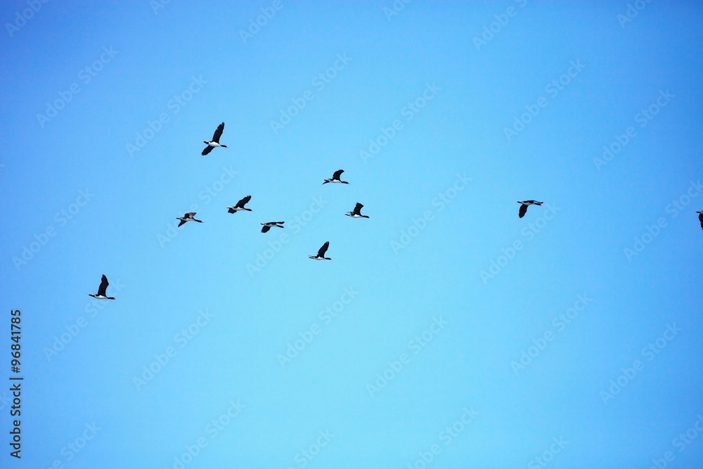 Fototapeta premium flying Guany cormorant, Phalacocorax bougainvillii , on the cliff, Islas de Ballestas, Peru