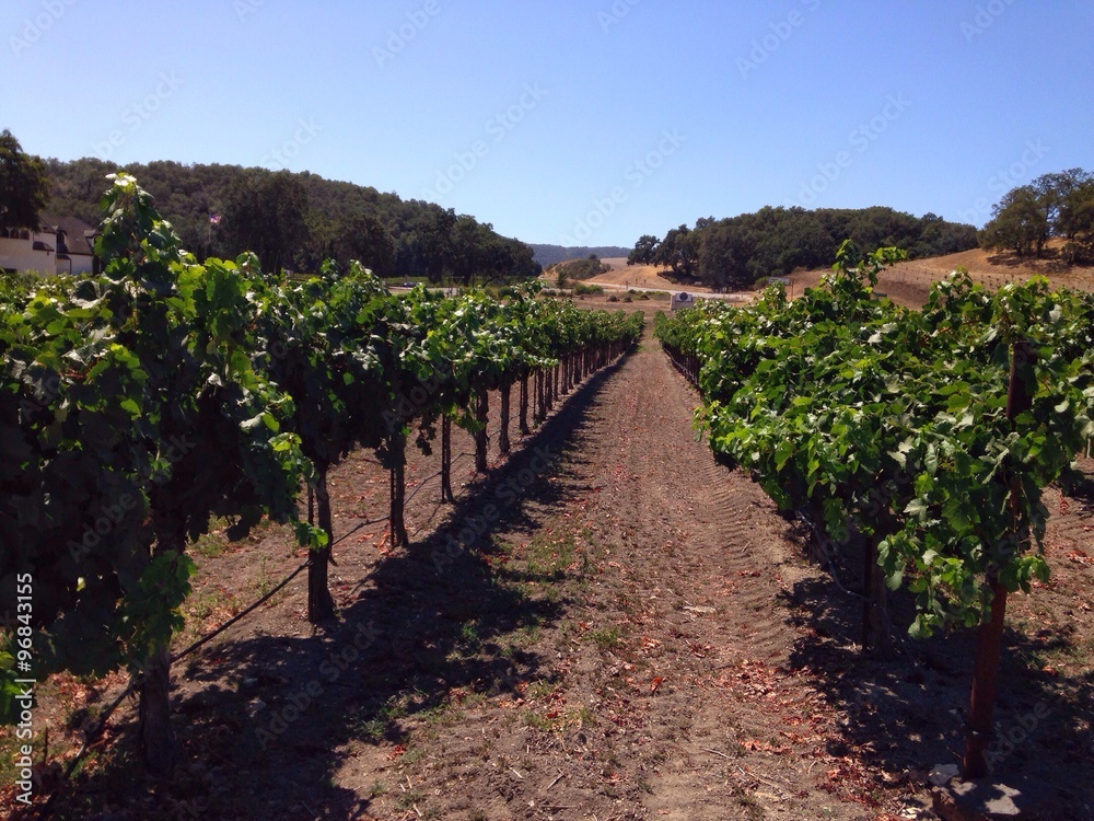 Fototapeta premium row of grape trees