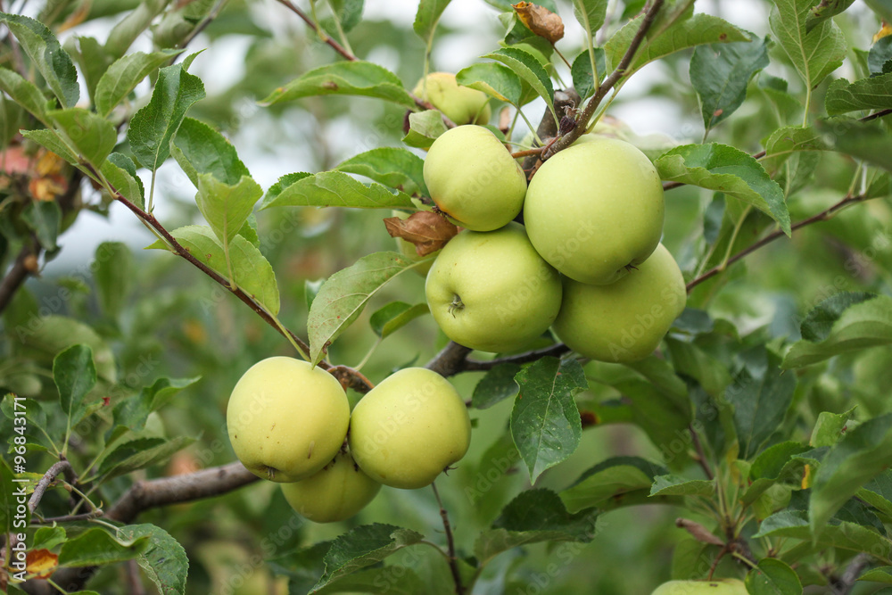Healthy fresh organic apple orchard Healthy fresh organic apple orchard