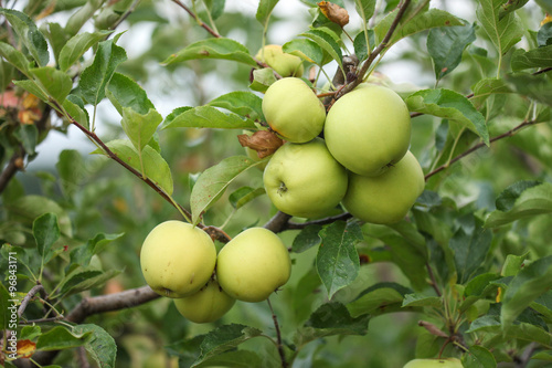 Healthy fresh organic apple orchard