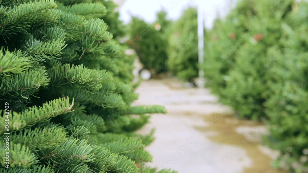 Beautiful fresh cut Christmas trees at Christmas tree farm