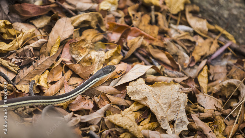 Small snake sneaking on a muddy leaves ground Small snake sneaking on a muddy leaves ground