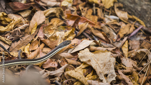 Small snake sneaking on a muddy leaves ground