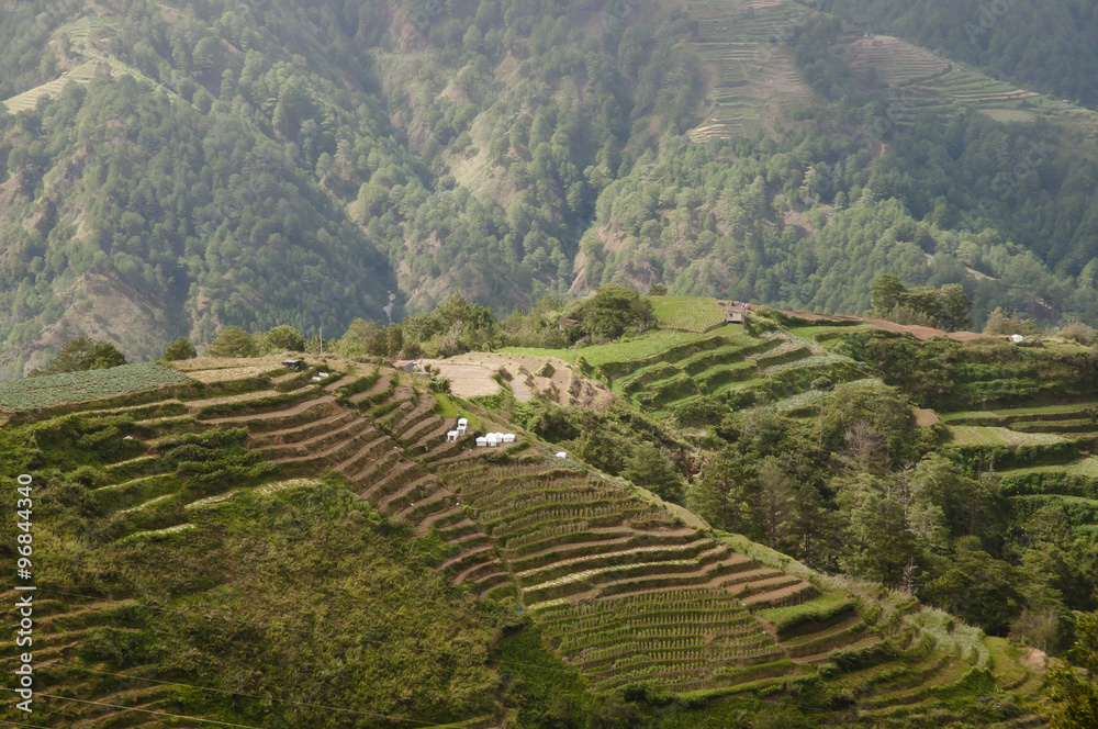 Agricultural Terraces - Luzon - Philippines
