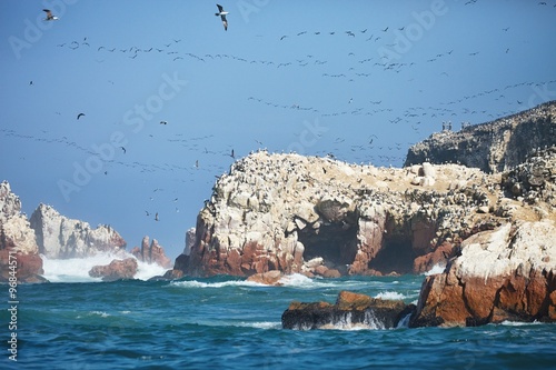 flying Guany cormorant, Phalacocorax bougainvillii , on the cliff, Islas de Ballestas, Peru photo