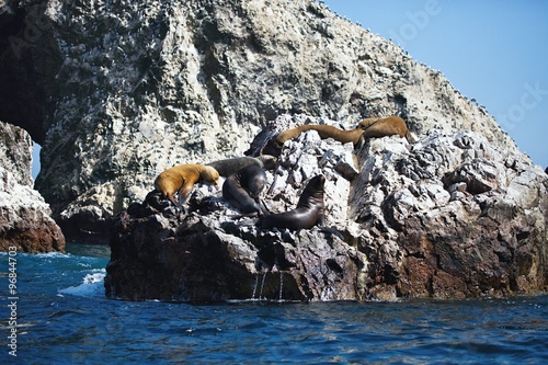 Colony South American sea lion Otaria byronia the Ballestas Islands - Peru photo