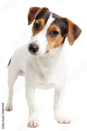 Jack Russell Terrier of white background
