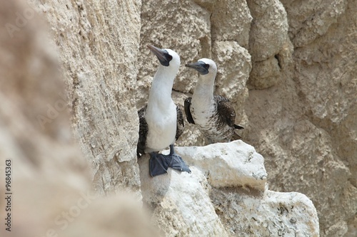 Tableau sur toile colonies of Peruvian booby, Sula variegata, on the cliff, Matarani, Peru