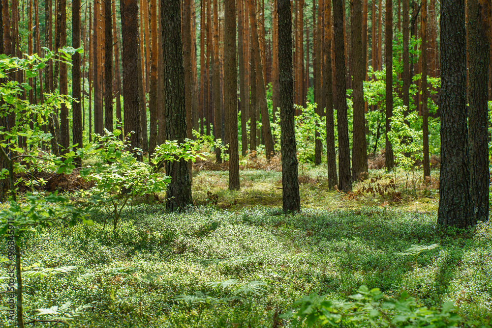 Obraz premium nice forest