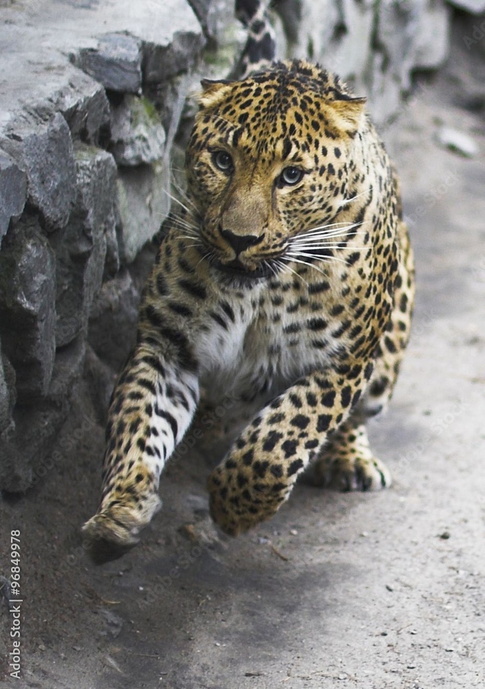 Fototapeta premium leopard runing