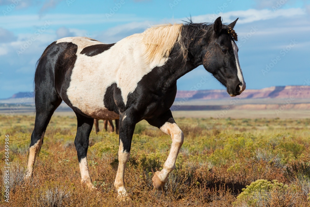 Obraz premium Horse