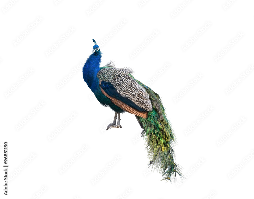 Obraz premium The big peacock