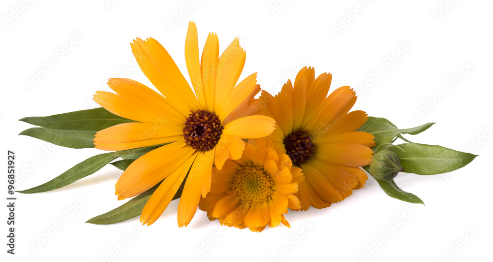 calendula officinalis with leaves on a white background calendula officinalis with leaves on a white background