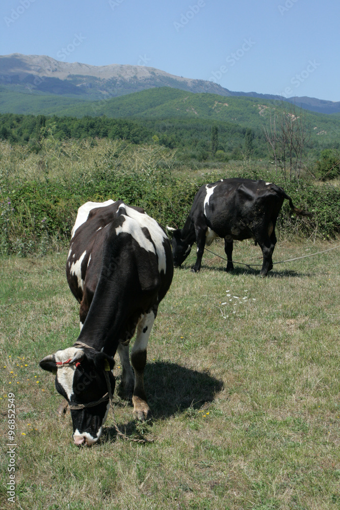 cow grazing