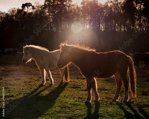Islandpferde in der Abendsonne